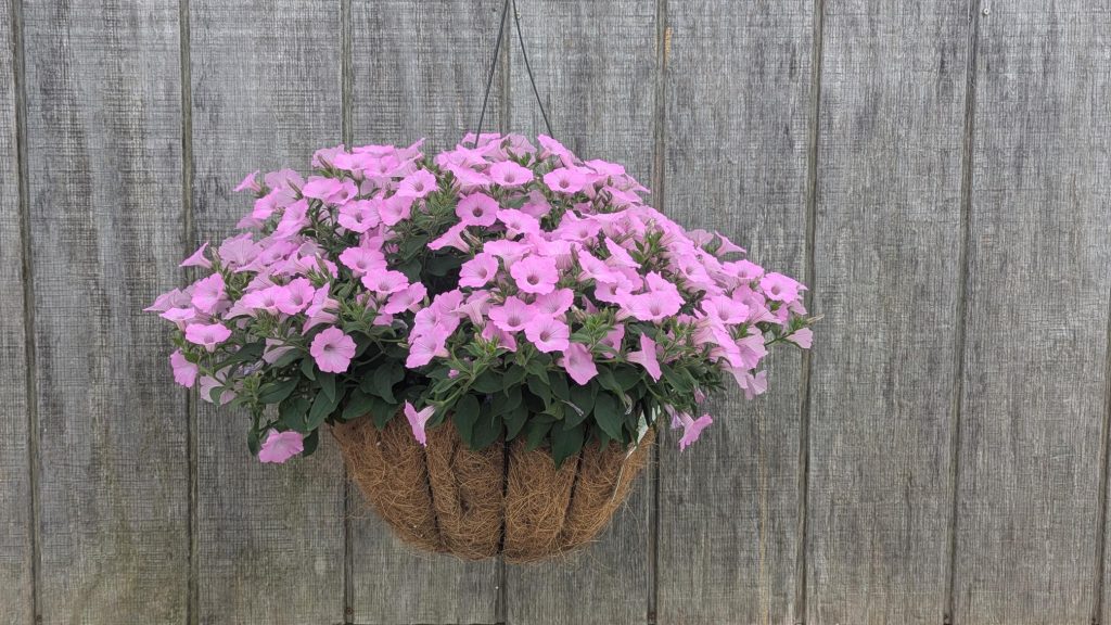 14″ Hanging Basket – Solid Colors - Grasshopper Gardens