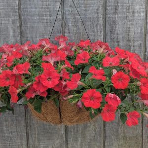 Hanging basket overflowing with bright red petunias, green leaves, against a weathered wooden fence.
