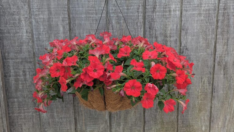 Hanging basket overflowing with bright red petunias, green leaves, against a weathered wooden fence.