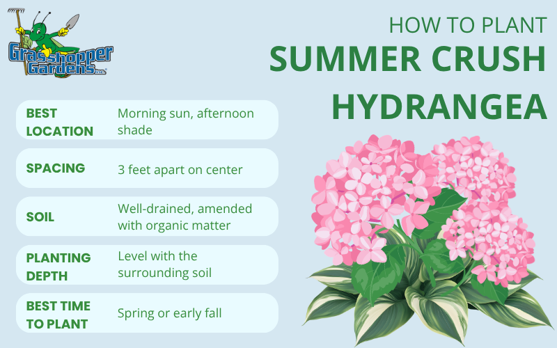 Using Summer Crush Hydrangea in Your Landscape