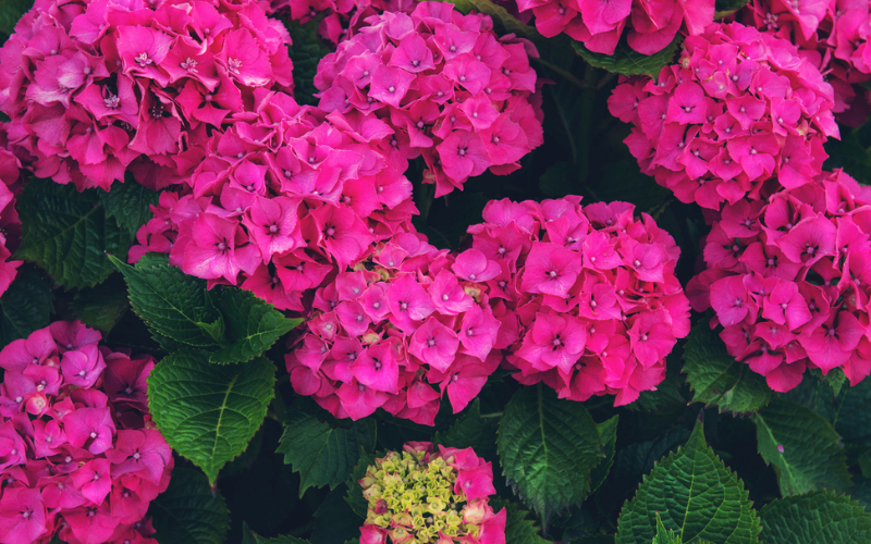 Pink hydrangea blossoms in full bloom with dark green leaves nearby, creating a lush garden scene.