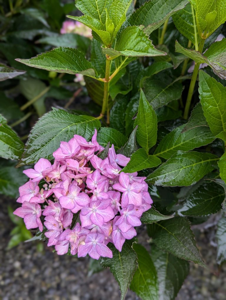 Pink hydrangea blossoms nestled among glossy serrated green leaves.