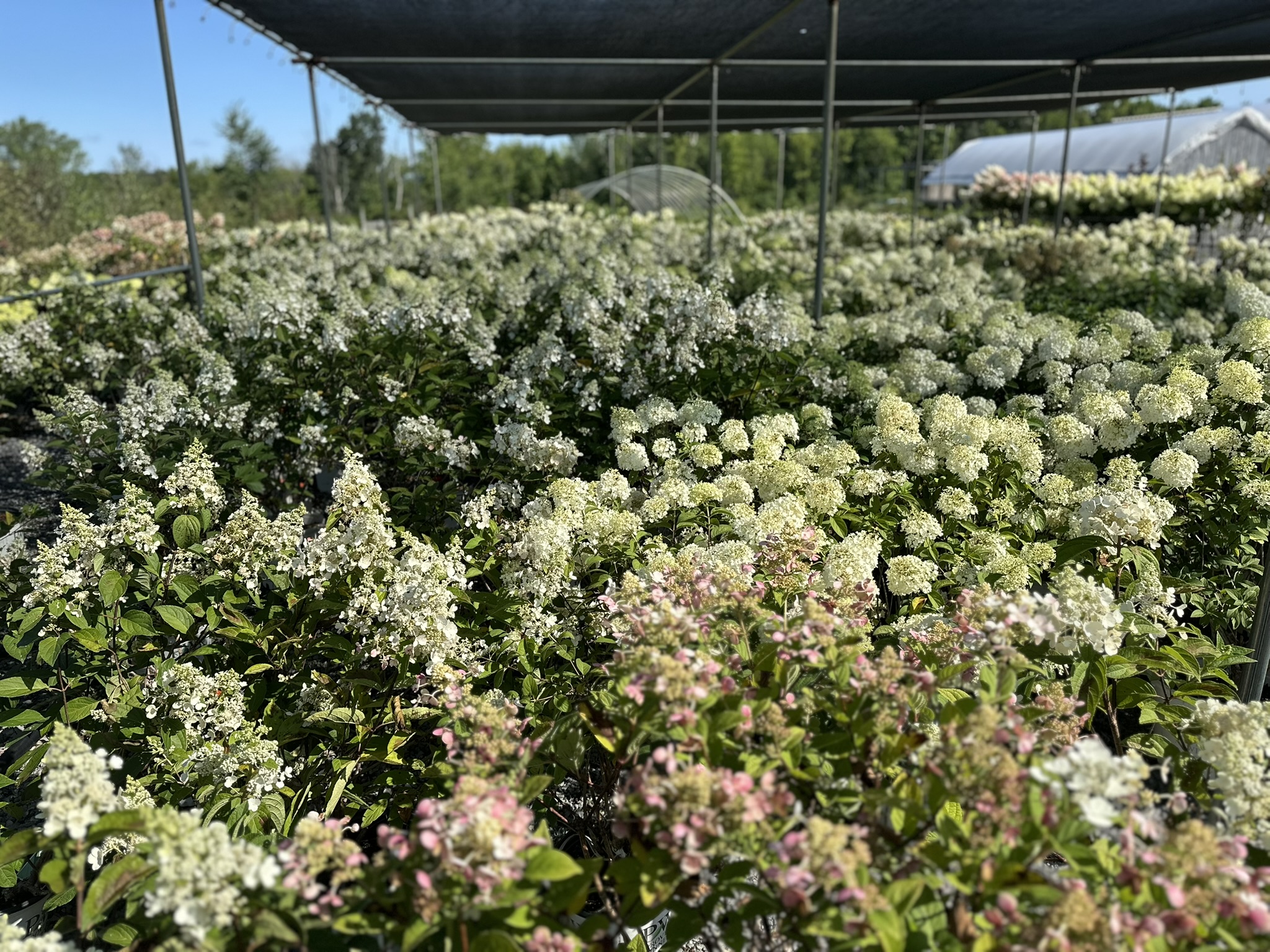 Rows of white hydrangea bushes under black shade structures at a plant nursery or garden center.