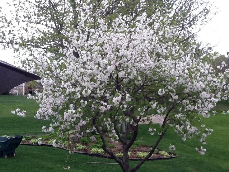 cherry tree in bloom