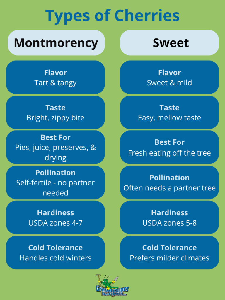 image2 - Grasshopper Gardens comparing types of cherries infographic