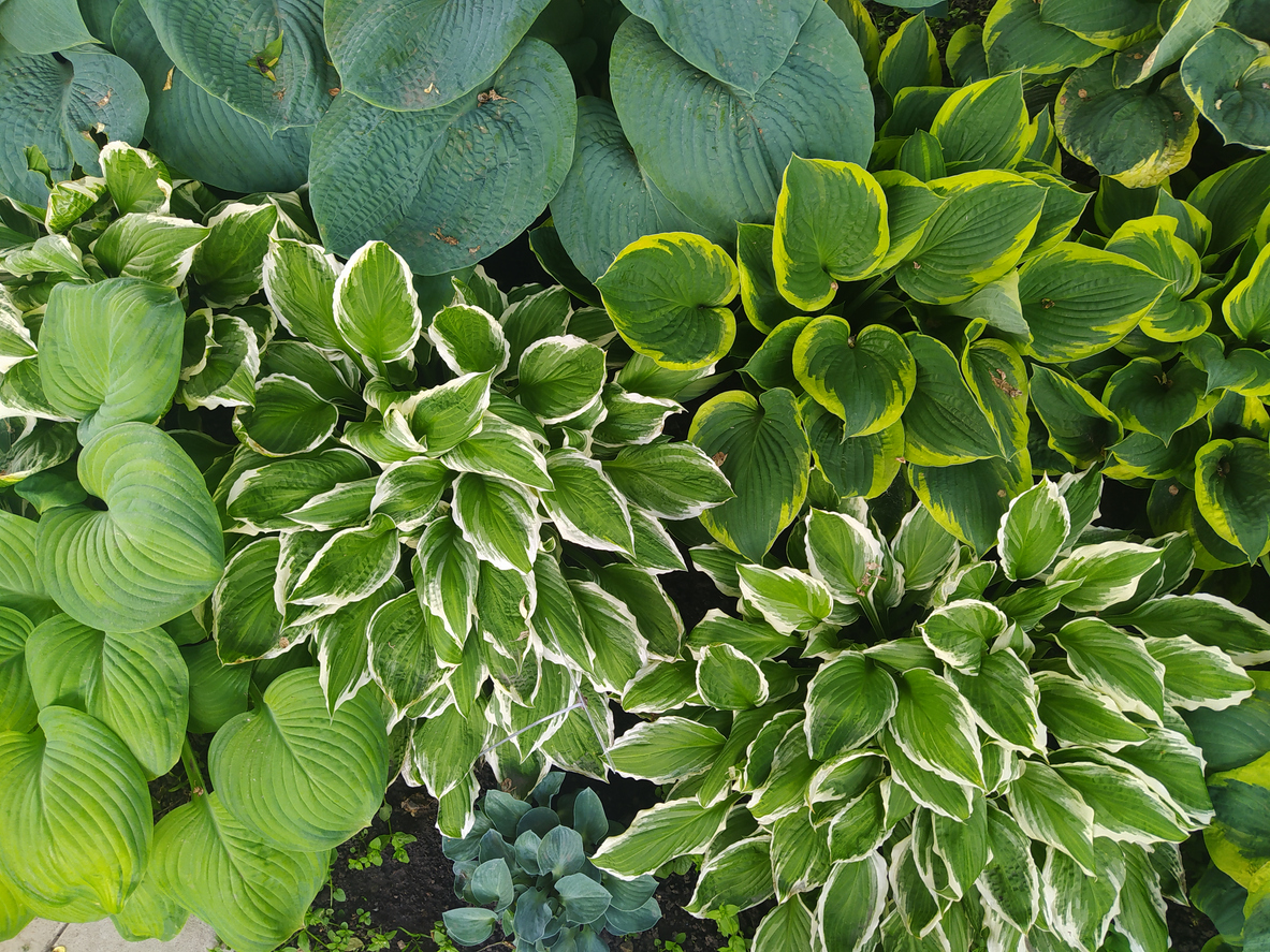 hostas