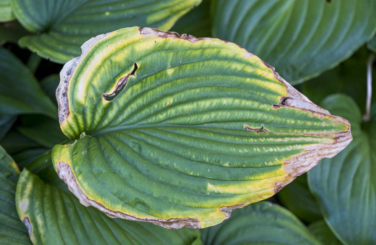 Detail of a green leaf of the Hosta plant The leaf has yellow and dried edges