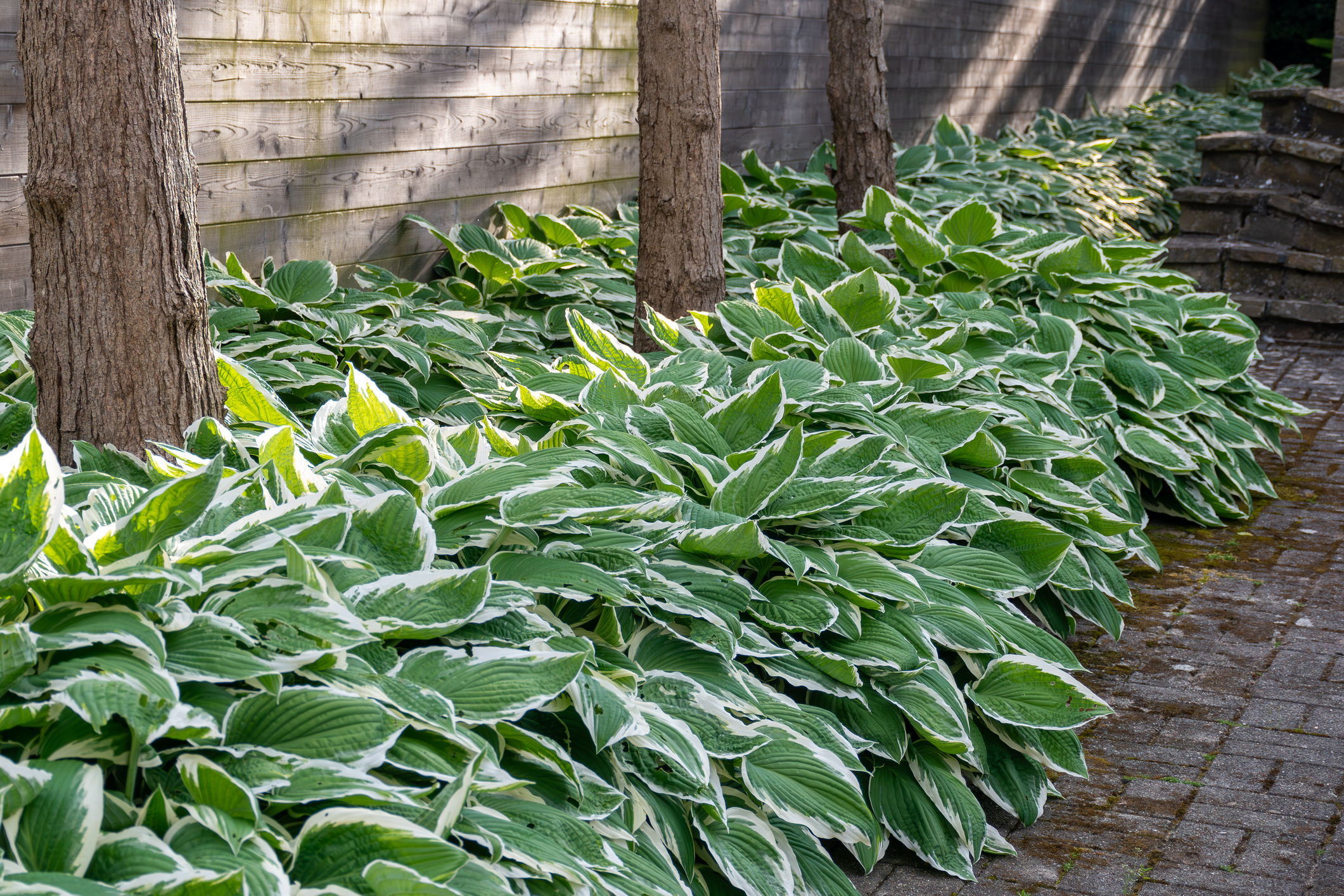 Arum italicumHosta in garden Host plant with beautiful green leaves Fortunei Aureomarginata growing in the garden with broad