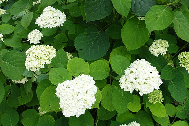 White hydrangea clusters with large green leaves in a garden setting.