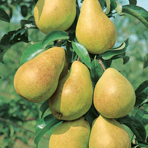 Cluster of ripe yellow pears hanging from a pear tree with green leaves.