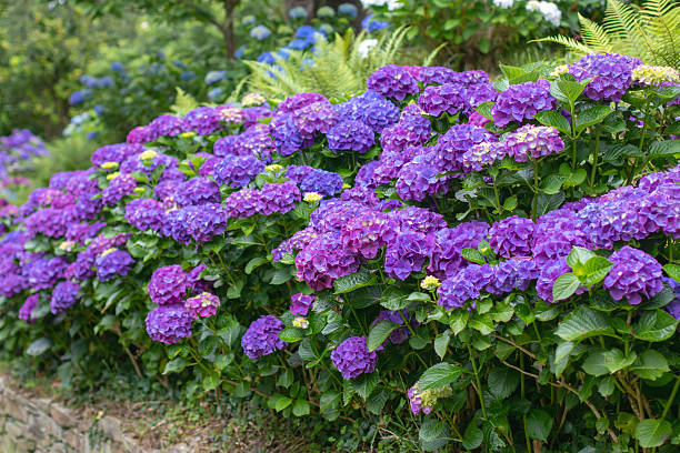 Row of purple hydrangea bushes with green leaves along a garden path.