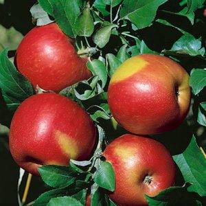 Three bright red apples growing on a branch with green leaves. (sunlit)