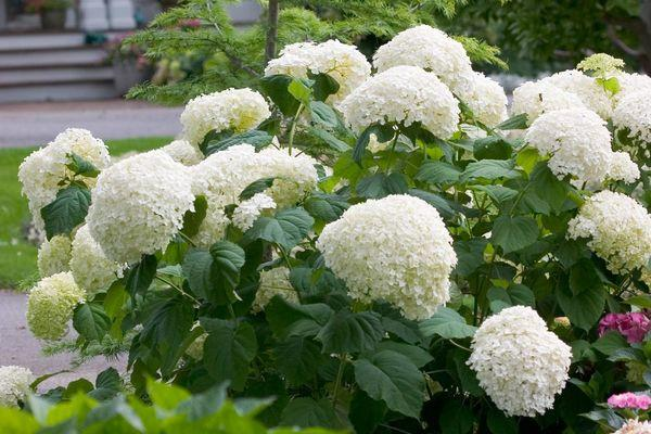 White hydrangea bushes with large rounded flower clusters in a sunny garden.
