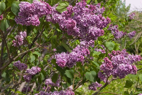 Purple lilac flowers in dense clusters on a leafy shrub, bright spring garden scene